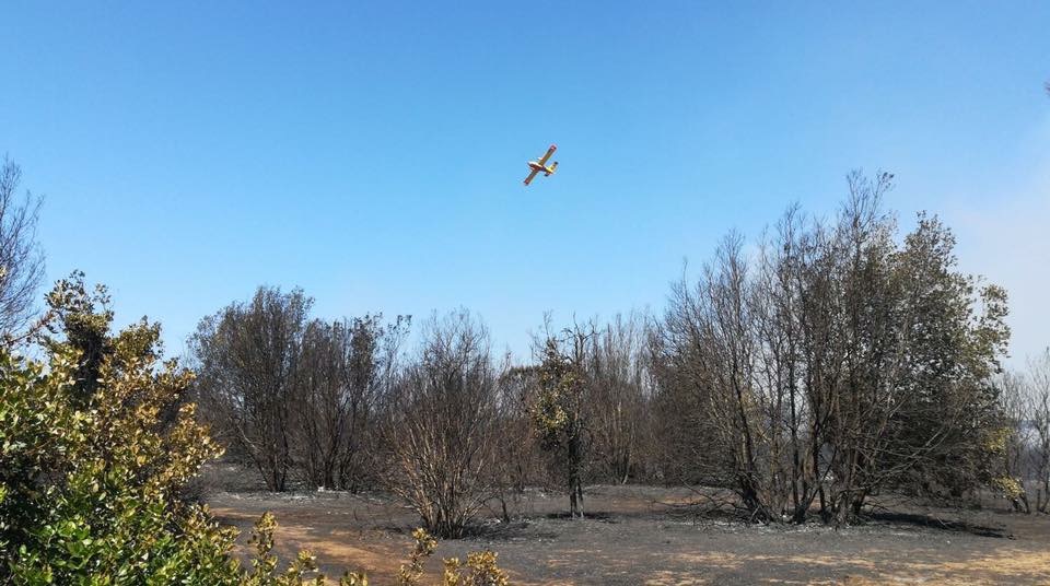 Le prime immagini del dopo incendio che ha devastato la pineta di Castelfusano a Ostia